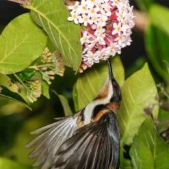 Rondeletia Amoena 24 Rondeletia Amoena -Felco Shop spine bill rondeletia