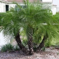 Phoenix Roebelenii - Dwarf Date Palm