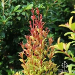 Syzygium Straight And Narrow - Lilly Pilly 9 Syzygium Straight And Narrow - Lilly Pilly -Felco Shop straight and narrow new leaf colour