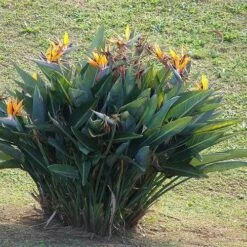 Strelitzia Reginae - Bird Of Paradise -Felco Shop strelitzia reginae mature