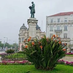 Strelitzia Reginae - Bird Of Paradise -Felco Shop strelitzia reginae mature statue