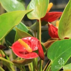 Anthurium Success Red