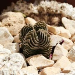 Crassula Buddha’s Temple - Succulent -Felco Shop succulent buddhas temple