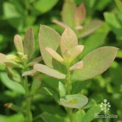 Blueberry Sunshine Blue 21 Blueberry Sunshine Blue -Felco Shop sunshine blue foliage