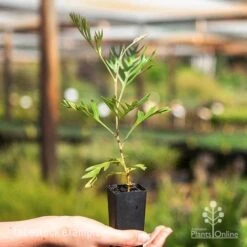 Felco Shop -Felco Shop superb tube 1