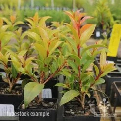 Syzygium Bush Christmas - Lilly Pilly 25 Syzygium Bush Christmas - Lilly Pilly -Felco Shop syzygium bush christmas tubestock plants