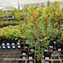 Syzygium Resilience - Lilly Pilly 17 Syzygium Resilience - Lilly Pilly -Felco Shop syzygium resilience tubestock tall
