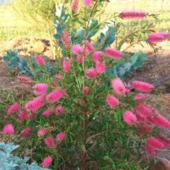 Callistemon Taree Pink -Felco Shop taree pink 500