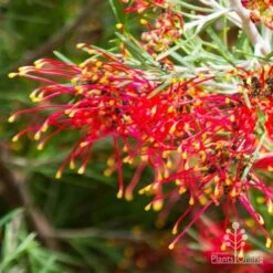 Grevillea Mini Marvel -Felco Shop thelemanniana grevillea flower
