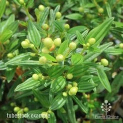 Tibouchina Chameleon 20 Tibouchina Chameleon -Felco Shop tib chameleon leaf 500 1