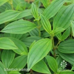 Tibouchina Illusion -Felco Shop tib illusion leaf 500 1