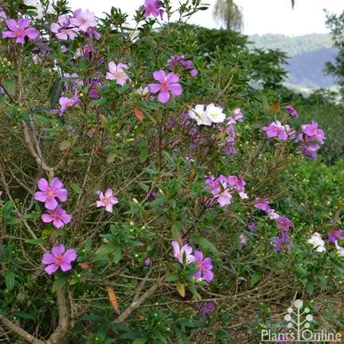 Tibouchina Chameleon 5 Tibouchina Chameleon - Image 5