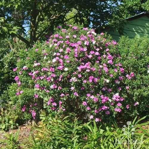 Tibouchina Chameleon 7 Tibouchina Chameleon - Image 7