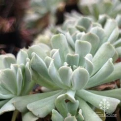 Echeveria Topsy Turvy - Succulent 12 Echeveria Topsy Turvy - Succulent -Felco Shop topsy echeveria