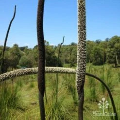 Xanthorrhoea - Grass Tree -Felco Shop two stages of grass tree flowerspike