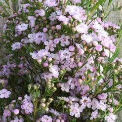 Chamelaucium Dancing Queen - Waxflower 16 Chamelaucium Dancing Queen - Waxflower -Felco Shop wax dancing queen pg