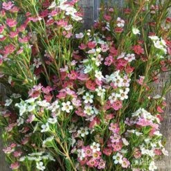 Chamelaucium MY SWEET 16™ - Waxflower 12 Chamelaucium MY SWEET 16™ - Waxflower -Felco Shop wax sweet 16 pg