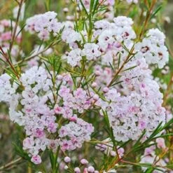 Chamelaucium Dancing Queen - Waxflower 15 Chamelaucium Dancing Queen - Waxflower -Felco Shop waxflower dancing queen