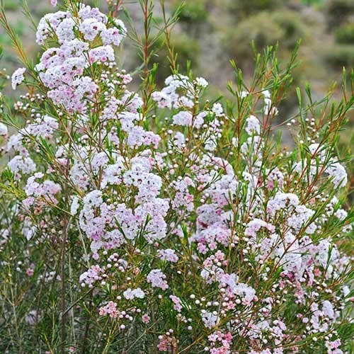 Chamelaucium Dancing Queen - Waxflower 9 Chamelaucium Dancing Queen - Waxflower - Image 9