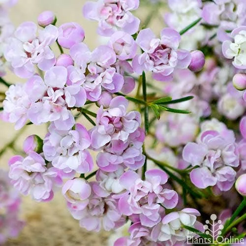 Chamelaucium Dancing Queen - Waxflower 1 Chamelaucium Dancing Queen - Waxflower
