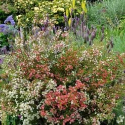 Chamelaucium MY SWEET 16™ - Waxflower 11 Chamelaucium MY SWEET 16™ - Waxflower -Felco Shop waxflower my sweet 16