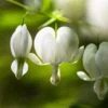 Dicentra Alba - Bleeding Heart - 75mm BIGGER Size