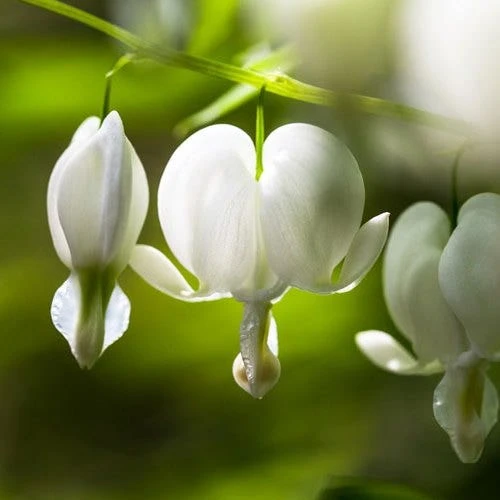 Dicentra Alba - Bleeding Heart - 75mm BIGGER Size 1 Dicentra Alba - Bleeding Heart - 75mm BIGGER Size