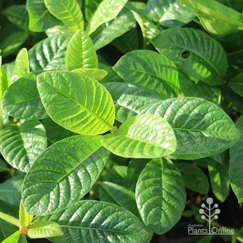 Gardenia White Star 6 Gardenia White Star - Image 6