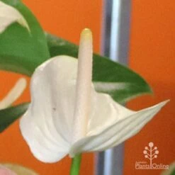 Anthurium White Winner -Felco Shop white winner mature spadix coour