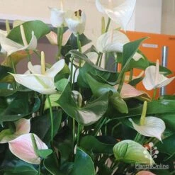 Anthurium White Winner -Felco Shop white winner plant flowering