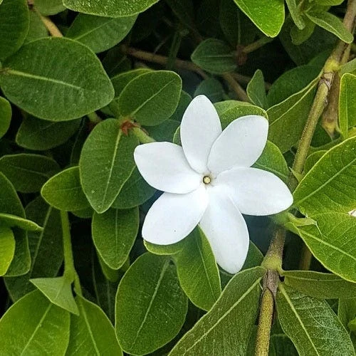 Gardenia White Star 1 Gardenia White Star