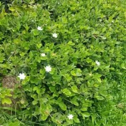 Gardenia White Star 8 Gardenia White Star -Felco Shop white star 2 2