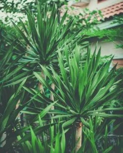 Yucca Elephantipes - Soft-tip Yucca -Felco Shop yucca clump small