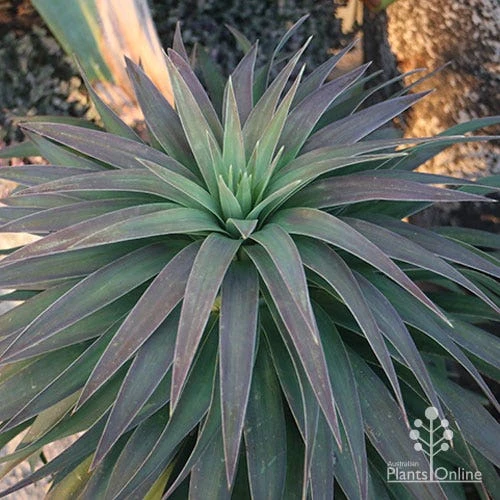 Yucca Desmetiana 1 Yucca Desmetiana
