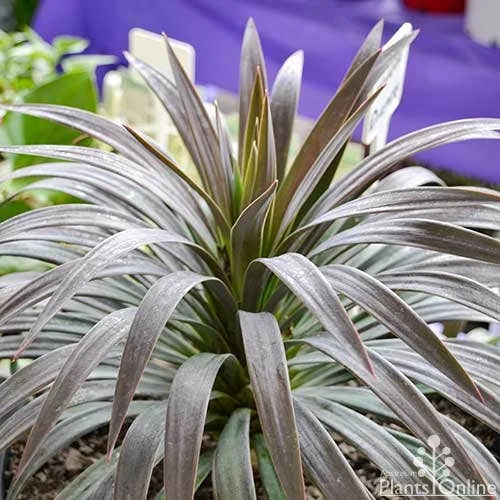 Yucca Desmetiana 3 Yucca Desmetiana - Image 3