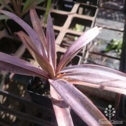 Yucca Desmetiana 9 Yucca Desmetiana -Felco Shop yucca desmet