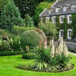 Yucca Elephantipes - Soft-tip Yucca -Felco Shop yucca variegated in formal garden
