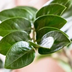 Zamioculcas Zanzibar Gem - ZZ Plant 10 Zamioculcas Zanzibar Gem - ZZ Plant -Felco Shop zanzibar leaf closeup