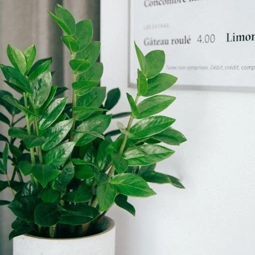 Zamioculcas Zanzibar Gem - ZZ Plant 1 Zamioculcas Zanzibar Gem - ZZ Plant